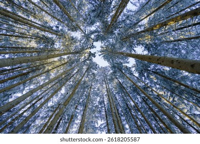 In a serene winter forest, tall pine trees stand majestically, their branches heavy with fresh snow under a bright blue sky. The upward perspective creates a calming atmosphere.