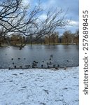 A serene winter landscape with ducks gathered along a snowy lakeshore. The scene features a peaceful pond surrounded by bare trees under a cloudy sky. Ideal for nature and seasonal themes.