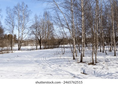 A serene winter landscape features a clearing with snow-covered ground and bare birch trees, illuminated by the sun and blue sky. - Powered by Shutterstock