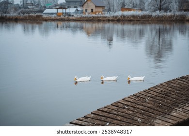 In a serene winter landscape, four fluffy white ducks glide across a calm lake, surrounded by frosty trees and a cozy cabin, enhancing the tranquility of the scene - Powered by Shutterstock