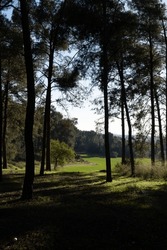 Serene Winter Scene In Beit Shemen Forest, Israel, With Sunlight Filtering Through Pine Trees Onto A Grassy Path