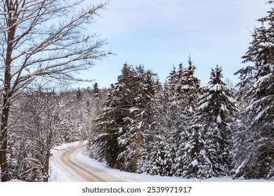 A serene winter scene featuring a snow-covered road winding through a densely wooded forest. Tall pine trees are blanketed in fresh white snow, creating a tranquil and picturesque landscape. - Powered by Shutterstock