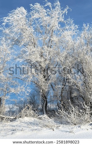 Similar – Image, Stock Photo wonderland Peaceful silent