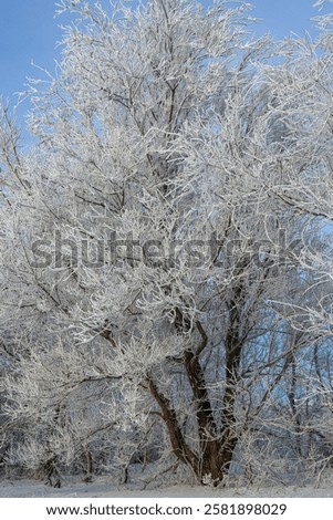 Similar – Image, Stock Photo wonderland Peaceful silent