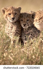 Serengeti Cheetah Cubs