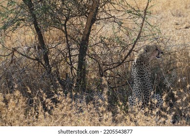 
Serengeti Cheetah Sitting Under A Tree		