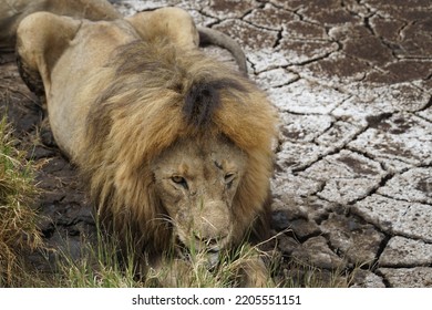 A Serengeti Lion Waiting For Its Prey