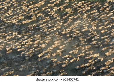 Serengeti Migration