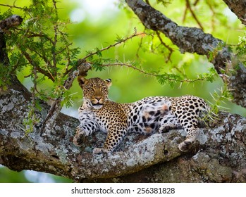Serengeti National Park. Leopard lies on a tree in Savannah.
