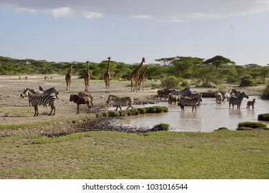 Serengeti National Park, Tanzania