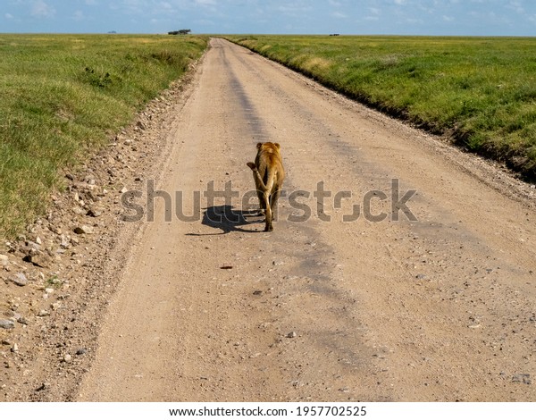 Serengeti National
Park, Tanzania, Africa - March 1, 2020: Lioness walking along road
of Serengeti National
Park