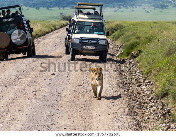 Serengeti National\
Park, Tanzania, Africa - March 1, 2020: Lioness walking along road\
of Serengeti National\
Park