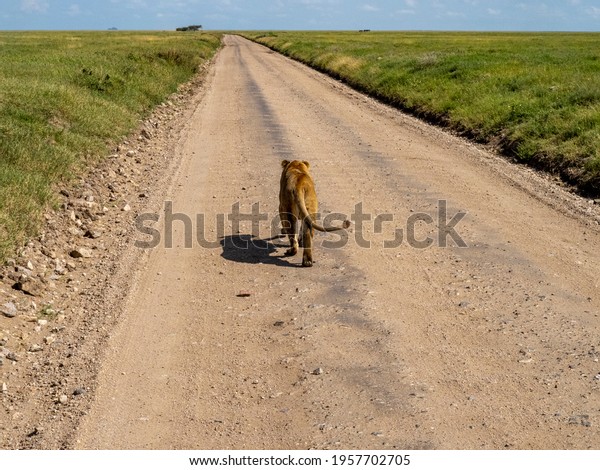 Serengeti National\
Park, Tanzania, Africa - March 1, 2020: Lioness walking along road\
of Serengeti National\
Park