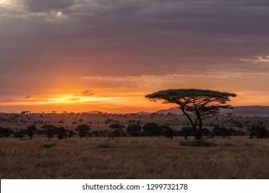 The Serengeti is one of the most popular nature reserves in the world and is also a UNESCO World Heritage Site. It is home to a variety of animals, including the famous Big Five.