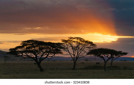 Serengeti Sunset