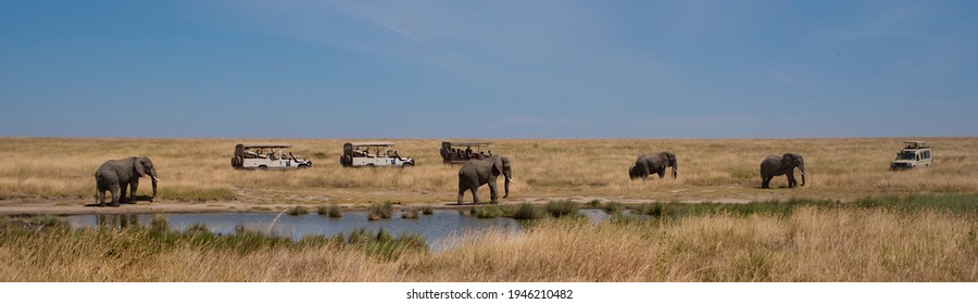 Serengeti, Tanzania - June, 27, 2018 -  Safaria Jeeps Around Animals On The Serengeti National Park