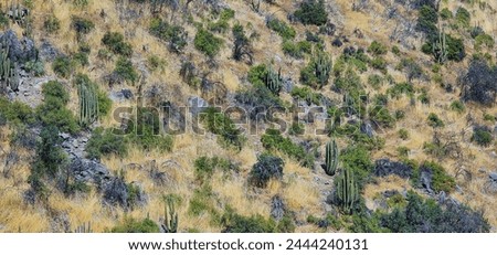 Serenity Amidst Arid Splendor: Mesmerizing Cactus Cluster Adorned with Dry Foliage Set Against a Mountain Backdrop