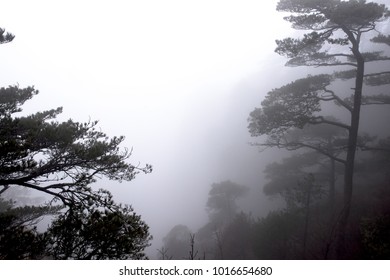 Serenity cloud forest at rainy and clouds mountain hiking.