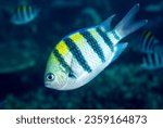 Sergeant major damsels, Abudefduf vaigiensis,  Raja Ampat Indonesia.