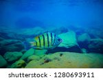 sergeant major fish 
