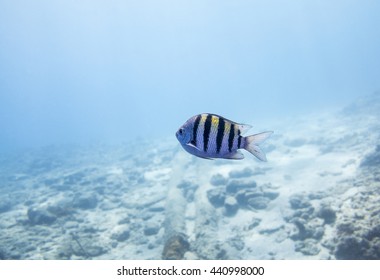 Sergeant Major Fish