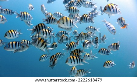 Sergeant major fish group from eel garden dive spot in dahab