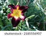 Sergeant Major. Luxury flower daylily in the garden close-up. The daylily is a flowering plant in the genus Hemerocallis. Edible flower.                   