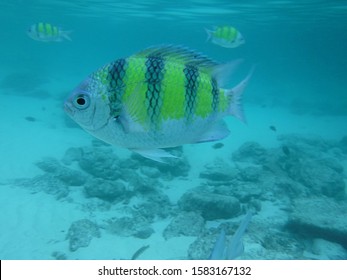 Sergeant-major fish looking at you, snorkeling at Hong Island, Krabi, Thailand. The color fishes There are 5 stripes of green and black lines alternating on the fish in clear blue water.
