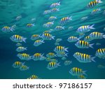 Sergeant-major fish school with water surface in background, underwater Caribbean sea