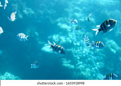 Sergeant-major fish school with water surface in background, underwater Caribbean sea
