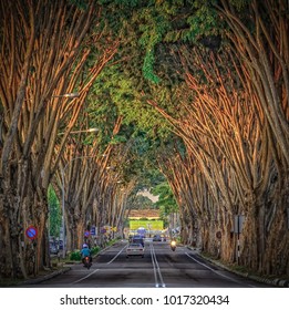 Seri Manjung, Perak, Malaysia. January 1, 2018 - Lovely Rows Of Tree At Seri Manjung Main Street.