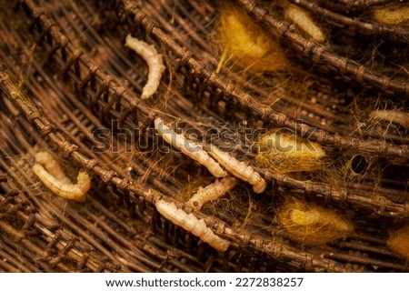 Similar – Image, Stock Photo wood Environment Nature