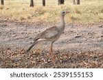 Seriema, Cariama cristata, Red-legged Seriema, Brazilian Cerrado Bird