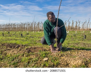 Series Of An African Farmer Planting Fruit Trees On A Sunny Winter Day. Agriculture Concept.