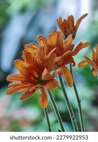 a series of Chrysanthemum flowers or brownish yellow chrysanthemum flowers in a garden - Shutterstock ID 2279922953