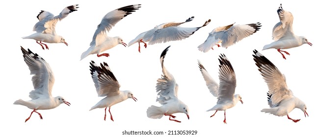 series of flying seagull bird actions isolated on white , on habitat nature, animal wildlife adapt their life to survive in the sea. - Powered by Shutterstock