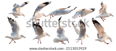 series of flying seagull bird actions isolated on white , on habitat nature, animal wildlife adapt their life to survive in the sea.