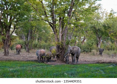 Series of herd of african elephants at water hole drinking with baby elephants. Lush green grass and green trees family of elephants at south luangwa national park zambia africa
