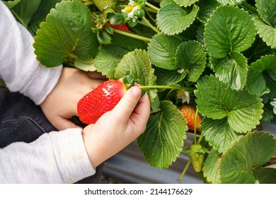 Series of images of family picking their own strawberries. Speaks to healthy lifestyle and increasing interest in eating locally grown produce and community supported agriculture shares. - Powered by Shutterstock