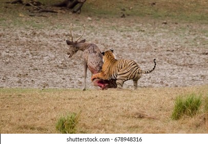 A Series Of Images Showing A Sambar Kill By A Tiger