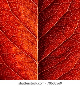 series of leaf textures in fresh colors