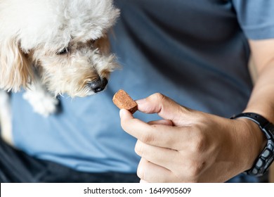 Series Of Person Feeding Poodle Pet Dog With Preventive Heart Worms Chewable