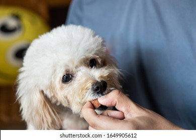 Series Of Person Feeding Poodle Pet Dog With Preventive Heart Worms Chewable