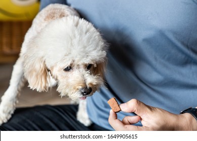 Series Of Person Feeding Poodle Pet Dog With Preventive Heart Worms Chewable