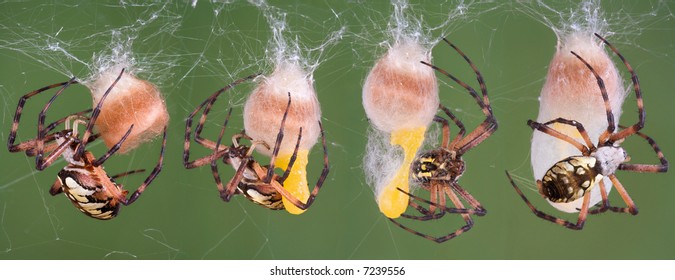 Spider With Eggs Images Stock Photos Vectors Shutterstock