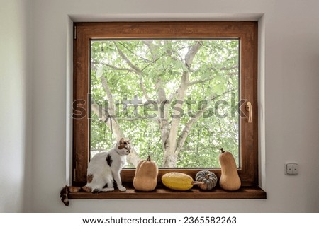 Series of pumpkins with white cat on window sill against tree
