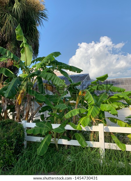 Serine Tropical Florida Farm Palm Trees Buildings Landmarks