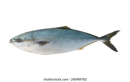 Seriola dumerili fish or greater amberjack fish isolated on white background