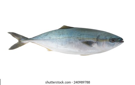 カンパチ の画像 写真素材 ベクター画像 Shutterstock カンパチ の画像 写真素材 ベクター画像 Shutterstock