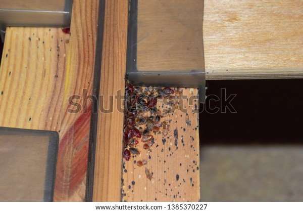 A serious bed bug infestation affecting a\
residential bedroom where bedbugs developed undetected on the frame\
of a double bed beneath the mattress under and between the plastic\
clips of wooden slats.